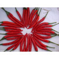 Neue Crop Chaotian Chili (3-5cm)